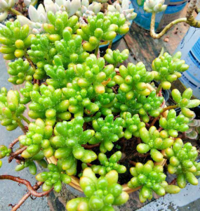 多肉植物养胖攻略 新手养护多肉的妙招