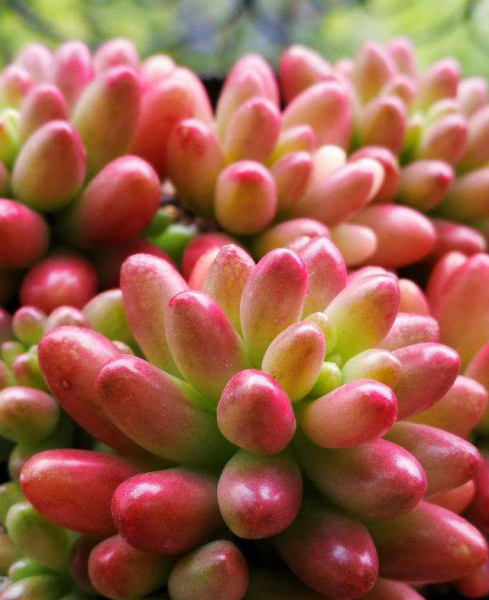 多肉植物养胖攻略