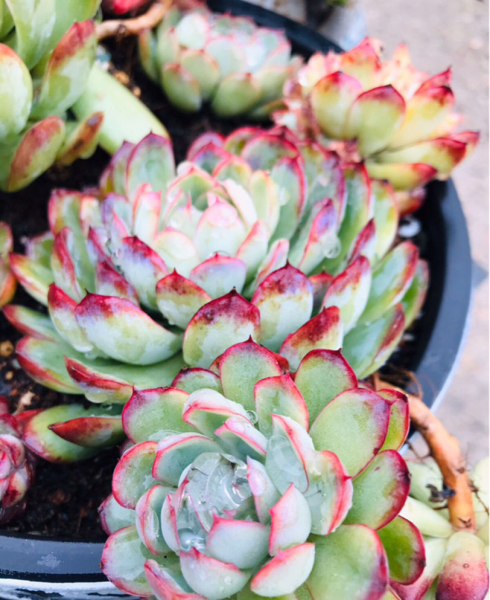 多肉植物养胖攻略
