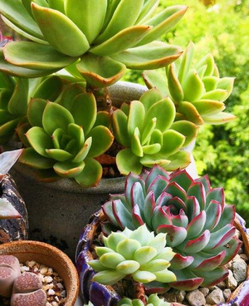 多肉植物养胖攻略