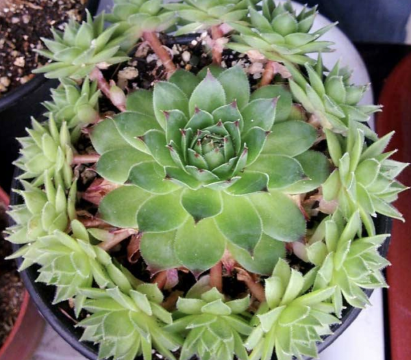 观音莲多肉植物怎么养护