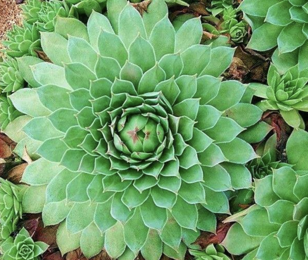 观音莲多肉植物怎么养护