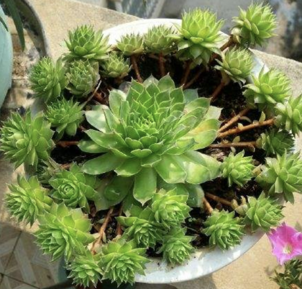 观音莲多肉植物怎么养护