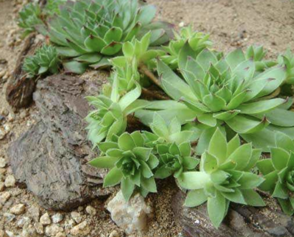 观音莲多肉植物怎么养护