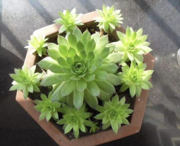 观音莲多肉植物怎么养护