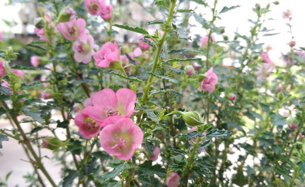 小木槿花怎么养殖方法