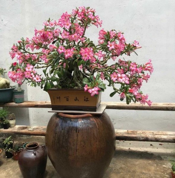 如何盆栽沙漠玫瑰