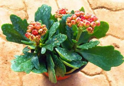 家里养长寿花好不好 详解长寿花养护要点