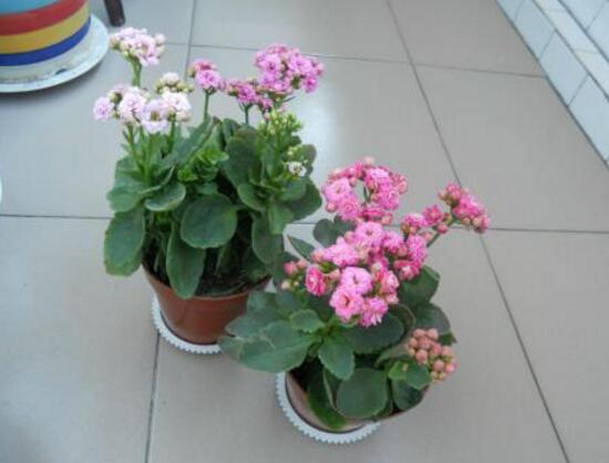 家里养长寿花好不好