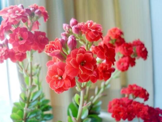 家里养长寿花好不好