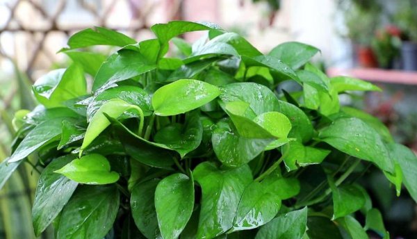 室内适合养的植物排名