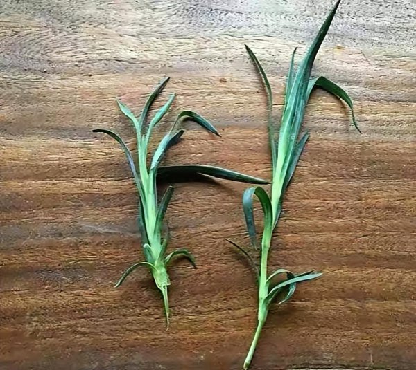 大花康乃馨盆栽怎么养好