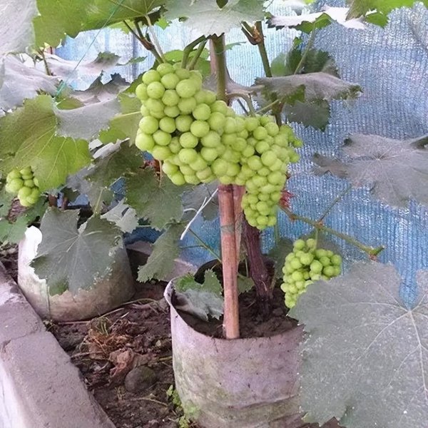 适合室内养的果树盆栽有哪些