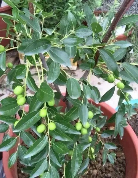 适合室内养的果树盆栽有哪些