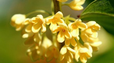 桂花树盆栽怎么养才长得好 盆栽桂花养护的正确方法