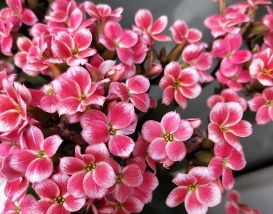 长寿花夏季几天浇一次水 详解长寿花养护要点