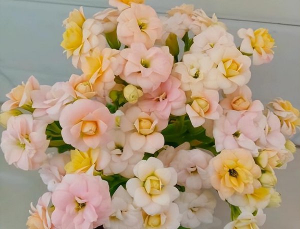长寿花夏季几天浇一次水