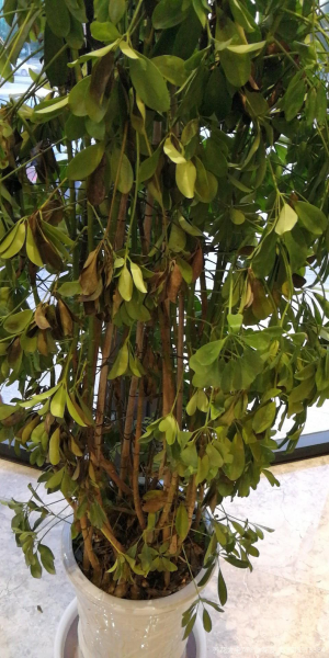 鸭掌木盆栽怎么养好