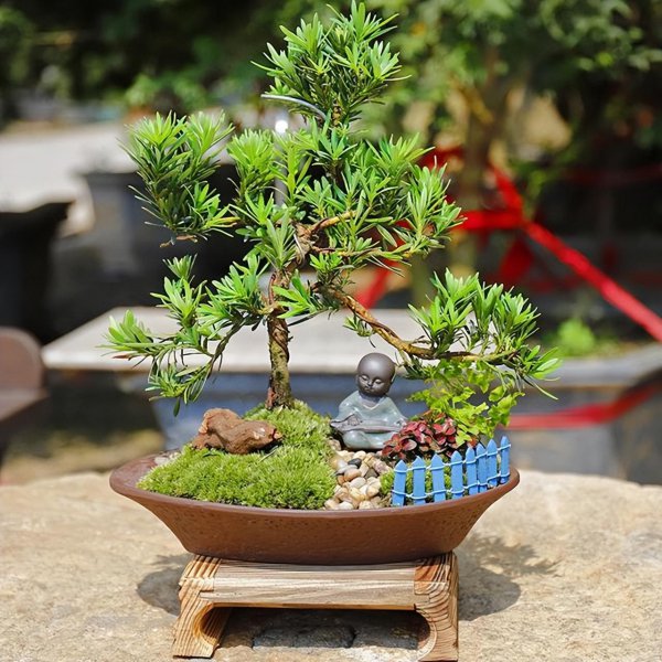罗汉松盆景怎么养