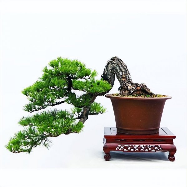 罗汉松盆景怎么养
