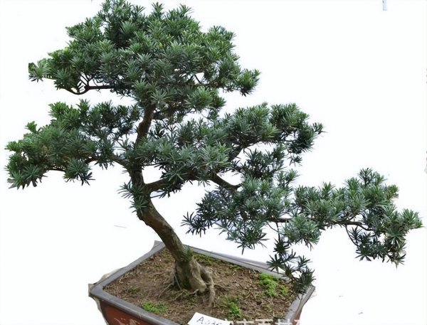 罗汉松盆景怎么养