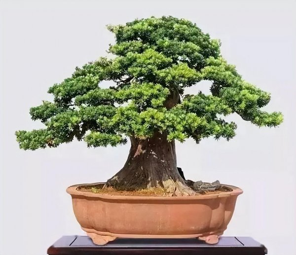 罗汉松盆景怎么养
