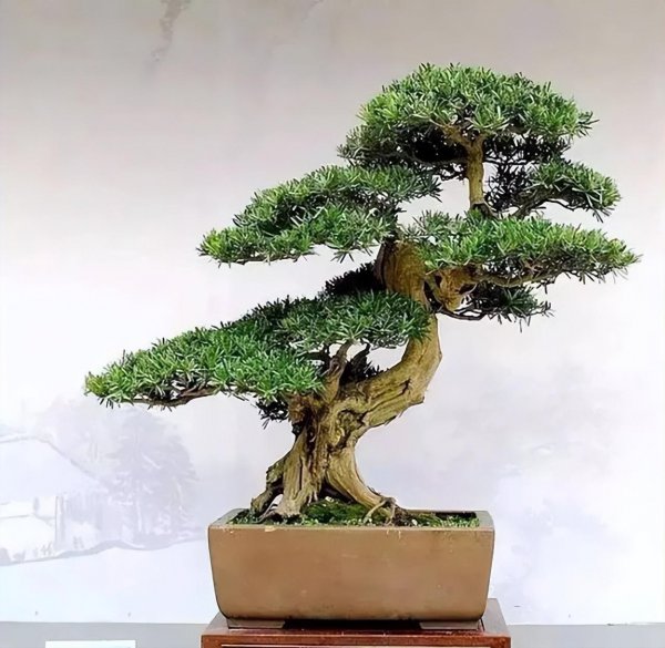罗汉松盆景怎么养