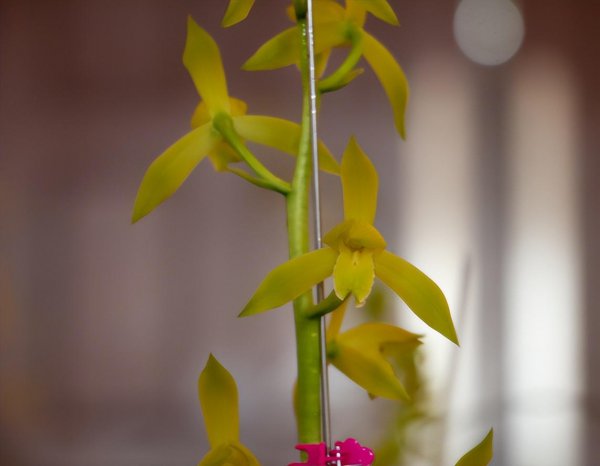 建兰素花哪个品种最好