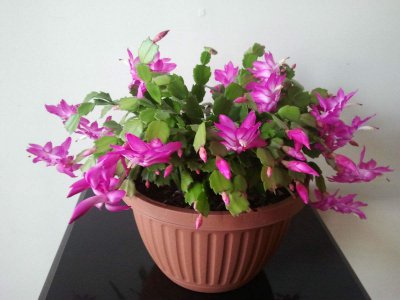 蟹爪兰怎么养 蟹爪兰催花简单的方法讲解
