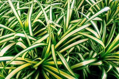 耐阴耐寒的室外花卉有哪些 养不死的耐阴植物排名