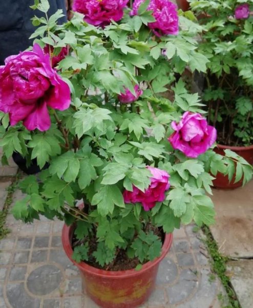 牡丹花盆景好养吗