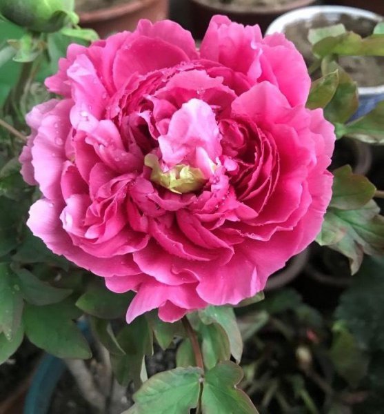 牡丹花盆景好养吗