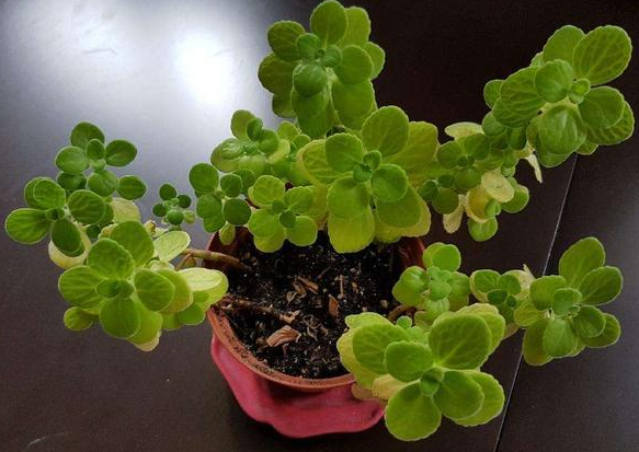 碰碰香怎样移栽