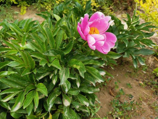 盆栽牡丹什么时候开花