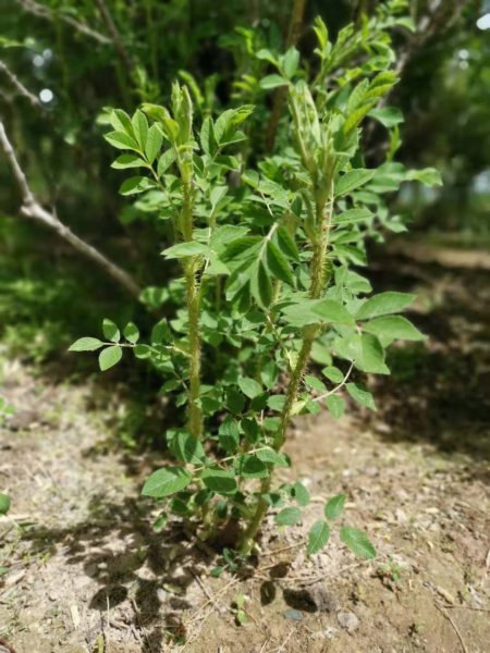 盆栽牡丹什么时候开花