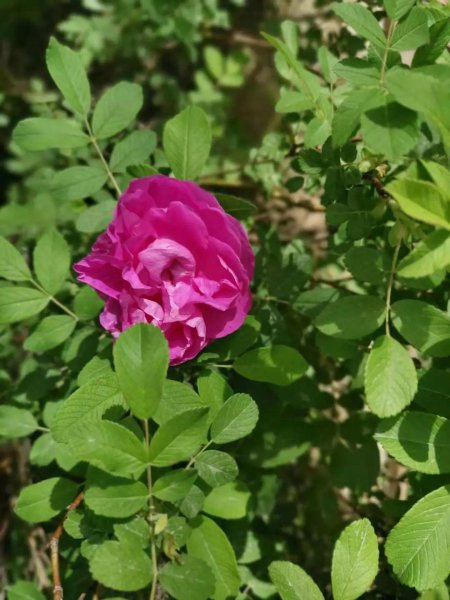盆栽牡丹什么时候开花