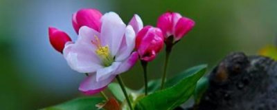 盆栽海棠花夏季怎么养护 海棠花种植和养护方法