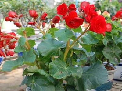 盆栽海棠花夏季怎么养护