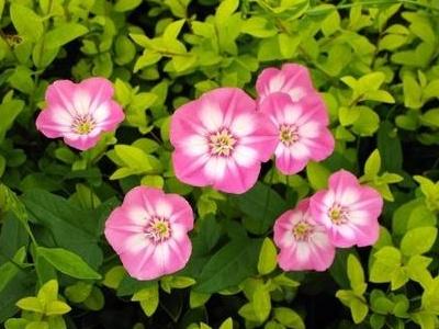 盆栽海棠花夏季怎么养护