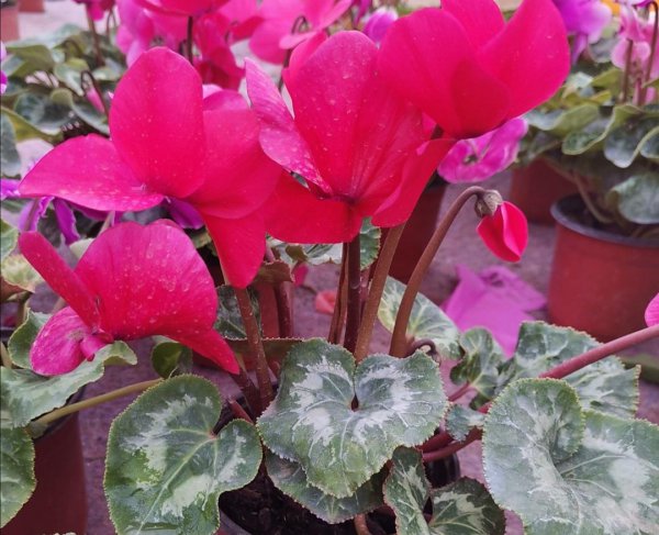 仙鹤来花怎么养好