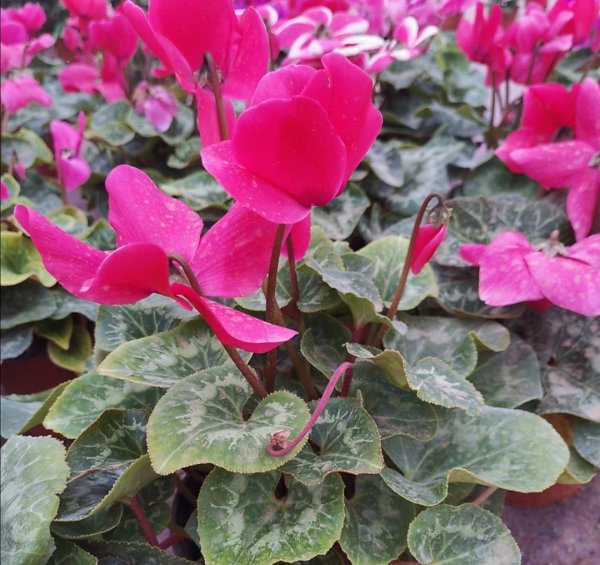 仙鹤来花怎么养好