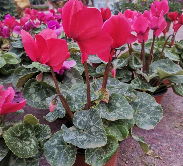 仙鹤来花怎么养好