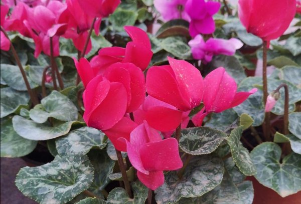 仙鹤来花怎么养好