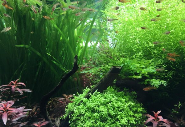 怎么养好水草