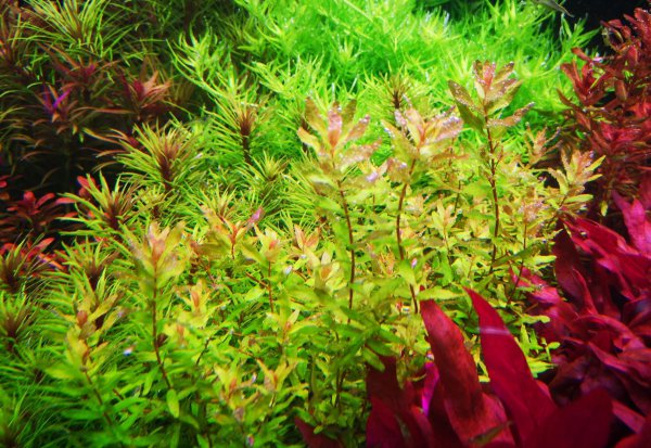 怎么养好水草