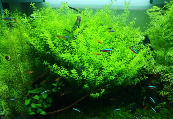 怎么养好水草