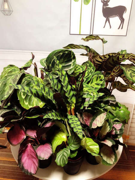 耐阴的草花品种有哪些