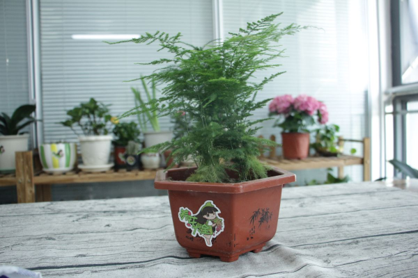 耐阴的草花品种有哪些