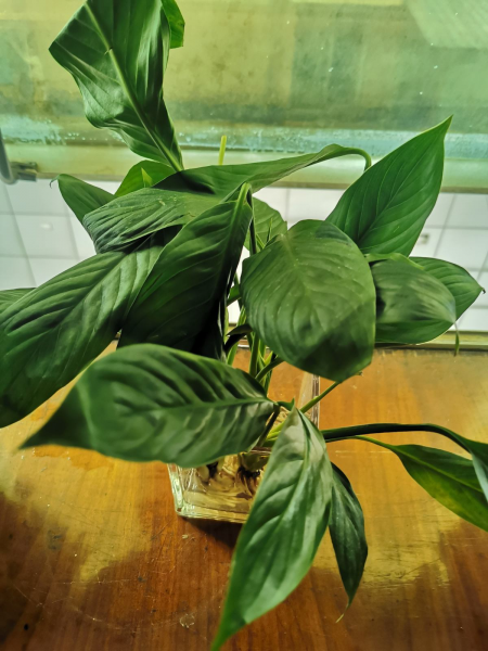 耐阴的草花品种有哪些