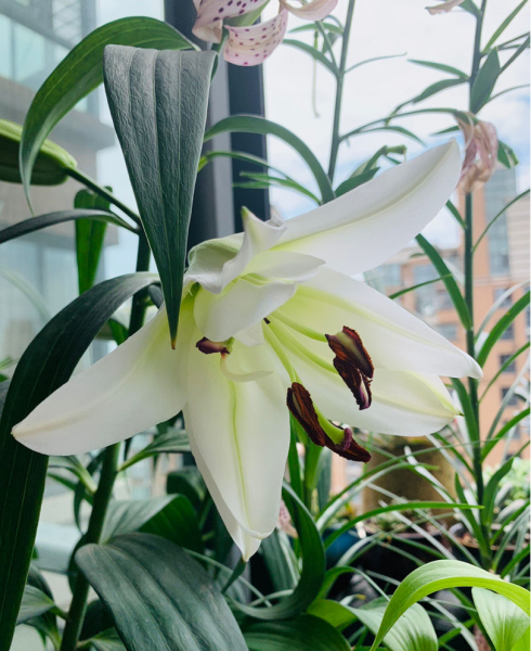 百合有几种类型